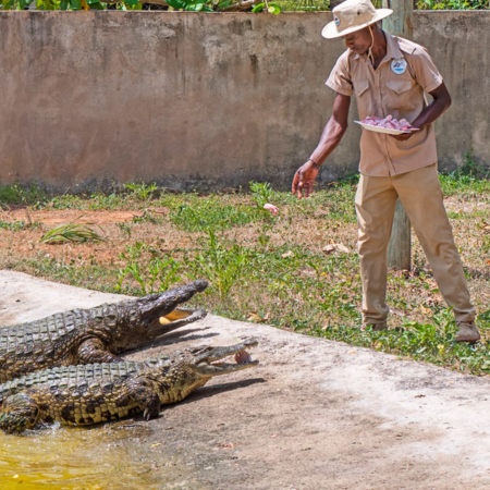 bora bora park crocodiles