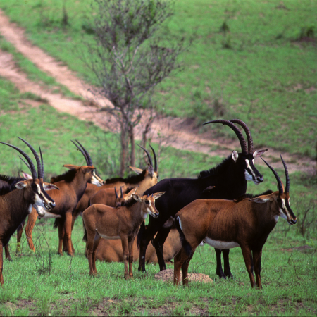 SHIMBA HILLS