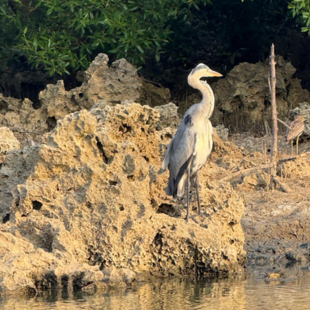 KONGO RIVER SUNSET